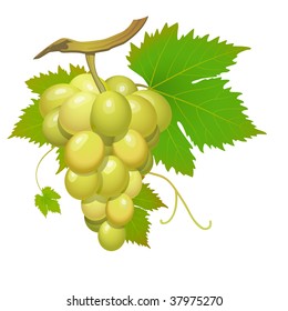 White grape cluster with green leaves isolated