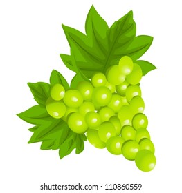 white grape illustration