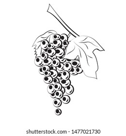 White grape. Simple black and white illustration