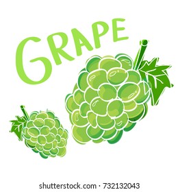 White Grape, Vector illustration