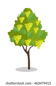 White grapes hanging on a bush. Vineyard icon. Vineyard grape. Wine grapes in vineyard ready for harvest. Grape bush icon. Ripe white grapes with shadow. Vector illustration on white background.