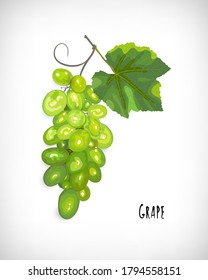 White grapes icon isolated on vignette background. Flat design of green grape branch with leaf. Lettering Grape. Hand drawn elements for web fruit design. Vector cluster of berries, branch, leaves.