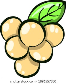 White grapes ,illustration, vector on white background