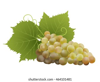 white grapes with leaves on white. vector illustration