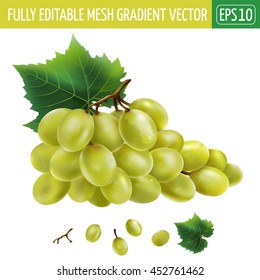 White grapes. Vector illustration