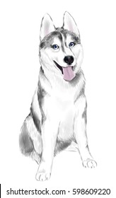 White And Gray Adult Siberian Husky Dog Or Sibirsky Husky With Blue Eyes 