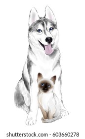 White And Gray Adult Siberian Husky Dog and Thai Kitten are Friends. House pets.