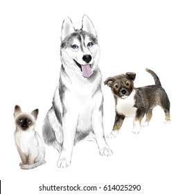 White And Gray Adult Siberian Husky Dog, Pooch Puppy and Thai Kitten are Friends. House pets.