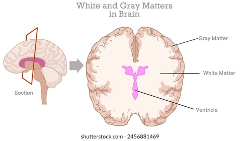 White, gray matter, ventricle in human brain. Gray tissue in cerebellum, cerebrum, and brain stem. Cross section anatomy. White composed of bundles of axons. Top view. Illustration vector