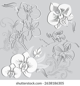 white, gray orchid on a gray background with an abstract pattern.The design element