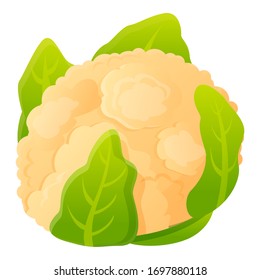 White green cabbage icon. Cartoon of white green cabbage vector icon for web design isolated on white background