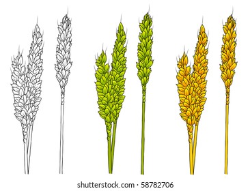 white green and gold corn