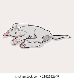 A white grey cat lying on white background , cute Illustration character design vector , drawing