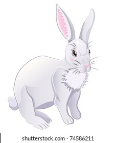 white and grey rabbit isolated on a white background