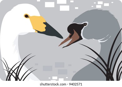 a white and grey swans	