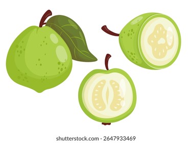 White Guava Fruit Tree set. Isolated tropical green product on White Background. Vector illustration