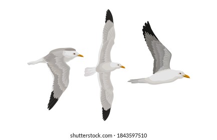 White Gulls or Seagulls as Seabirds with Black Markings on Wings Vector Set