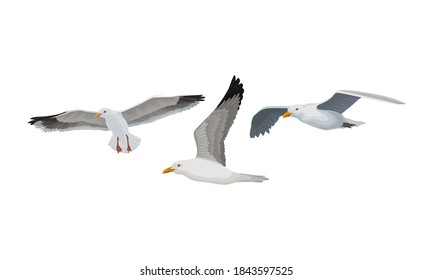 White Gulls or Seagulls as Seabirds with Black Markings on Wings Vector Set