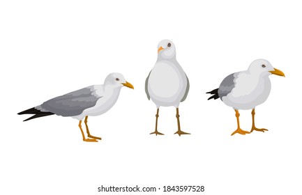 White Gulls or Seagulls as Seabirds with Black Markings on Wings Vector Set