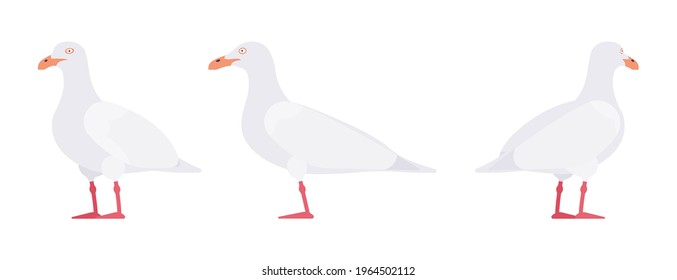 White gulls, seagulls wildlife seabirds and marine set. Wildlife study, ornithology and birdwatching concept. Vector flat style cartoon illustration isolated on white background, different views