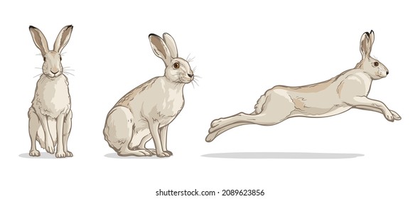 White hare in different poses. Vector illustration of a rabbit isolated on a white background.