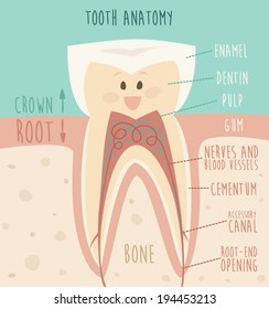 White healthy teeth anatomy, vector illustration, flat design
