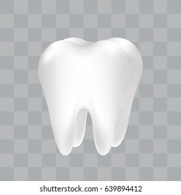 White healthy tooth. Realistic vector illustration.