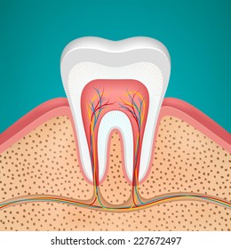White healthy tooth shown in cross section. Realistic detail. Isolated on a turquoise background. Vector illustration.