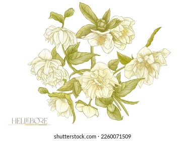 Flores de helados blancos, el primer ranunculus florido de primavera. Motif floral primaveral. Imágenes prediseñadas, elementos para el diseño. Ilustración vectorial. En estilo Art Nouveau, vintage, botánico