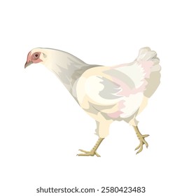 White hen or chicken running side view. Vector illustration isolated on a white background