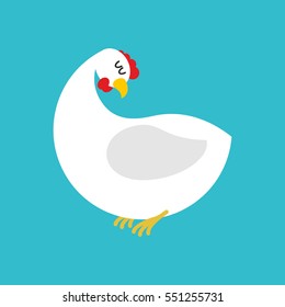 White hen isolated. Farm bird on blue background

