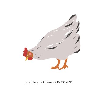 
The white hen is looking for food. Laying hen. Domestic rural bird. Vector illustration of farm animals on a white background.