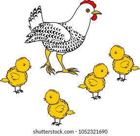 White hen with small yellow chicks on white background