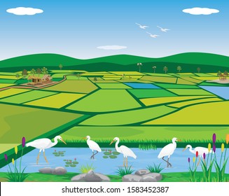 white heron bird in pond at paddy field vector design