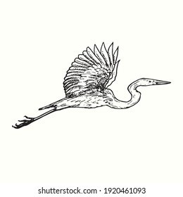 White heron Great egret, Ardea alba flying, side view. Ink black and white doodle drawing in woodcut outline style. Vector illustration
