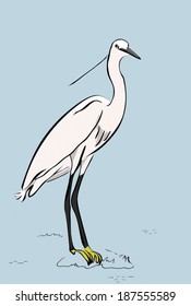White heron -hand drawn realistic illustration