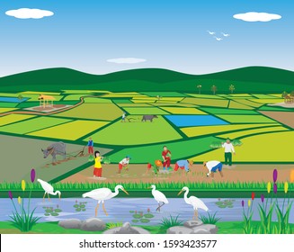 white heron in pond,farmer transplant rice seeding in paddy field vector design