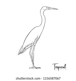 White Heron. Tropical bird. Outline drawing vector illustration.