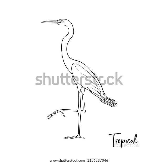 White Heron Tropical Bird Outline Drawing Stock Vector (Royalty Free ...