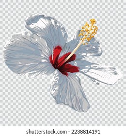 White hibiscus flower drawing vector illustrations. Botanical floral hand drawn element.