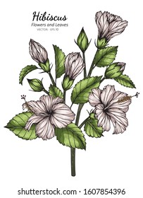 White hibiscus flower and leaf drawing illustration with line art  on white backgrounds