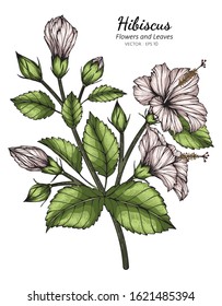 White hibiscus flower and leaf drawing illustration with line art  on white backgrounds