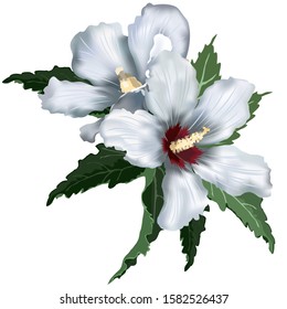 White hibiscus flowers, vector illustration on white background, imitation of watercolor painting.