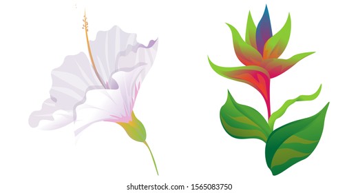 White Hibiscus. Green bird of paradise. Vector illustration. Isolated illustration element. Floral botanical flower. Wild leaf wildflower isolated. Exotic tropical hawaiian jungle.