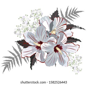 White hibiscus and gypsophila flowers, vector illustration on white background, imitation of watercolor painting.