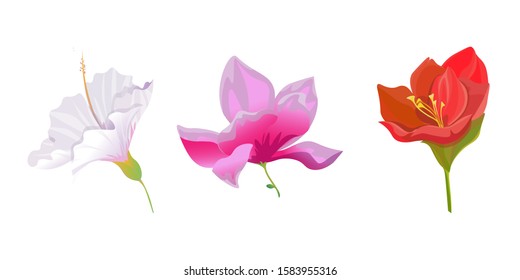 White Hibiscus. Pink Magnolia. Red Amaryllis. Vector illustration. Isolated illustration element. Floral botanical flower. Wild leaf wildflower isolated. Exotic tropical hawaiian jungle.