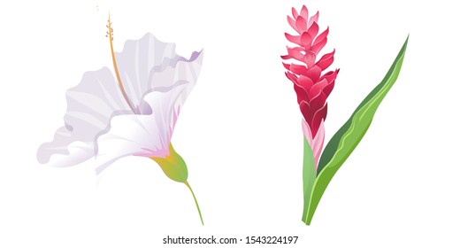White Hibiscus. Red and Pink Ginger. Vector illustration. Isolated illustration element. Floral botanical flower. Wild leaf wildflower isolated. Exotic tropical hawaiian jungle.
