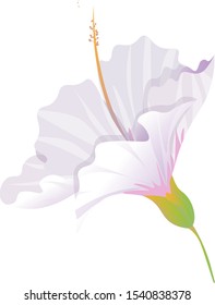 White Hibiscus. Vector illustration. Isolated illustration element. Floral botanical flower. Wild leaf wildflower isolated. Exotic tropical hawaiian jungle.