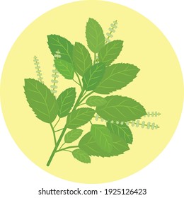 White holy basil vector illustration isolated on circle yellow background in vegetable concept.