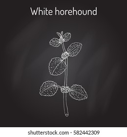 White horehound (Marrubium vulgare), medicinal plant. Hand drawn botanical vector illustration